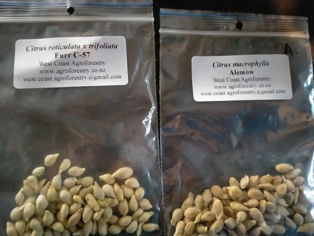 These are frost hardy orange seeds. Apparently down to -8 so I read. I'm trying to develop a frost hardy orange that can be grown down south. The plan is to grow the seeds onto rootstocks then find hardy local varieties to graft onto them. They can a