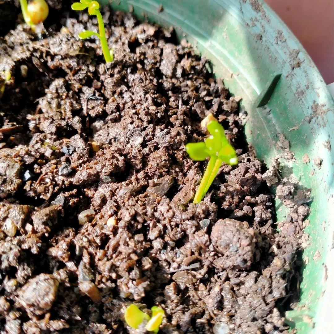 I feel this is the start of a fun and exciting journey towards southern grown oranges! These are trifoliata seedlings that have just popped up. Trifoliata is capable of withstanding temperatures as low as -15 and snow (according to the interwebs) So 
