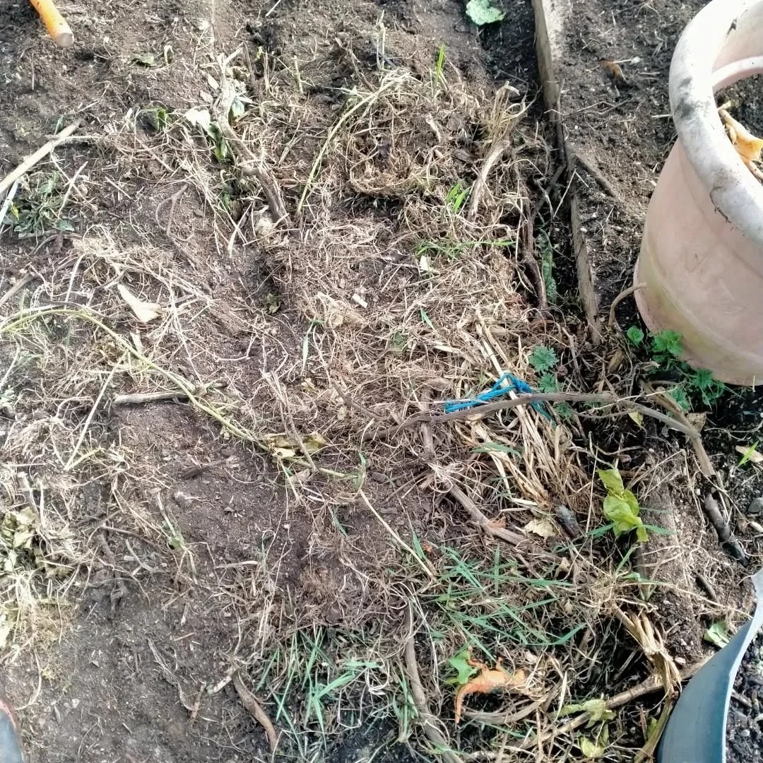 The chickens have done a great job of scratching out all the grass and weeds. Not much work for me to sort now ready for seedlings. Experiment success! 
#wingatuihomestead #tunnelhouses #chickens #springiscoming☀️ #foodforestgarden #tomatoes
