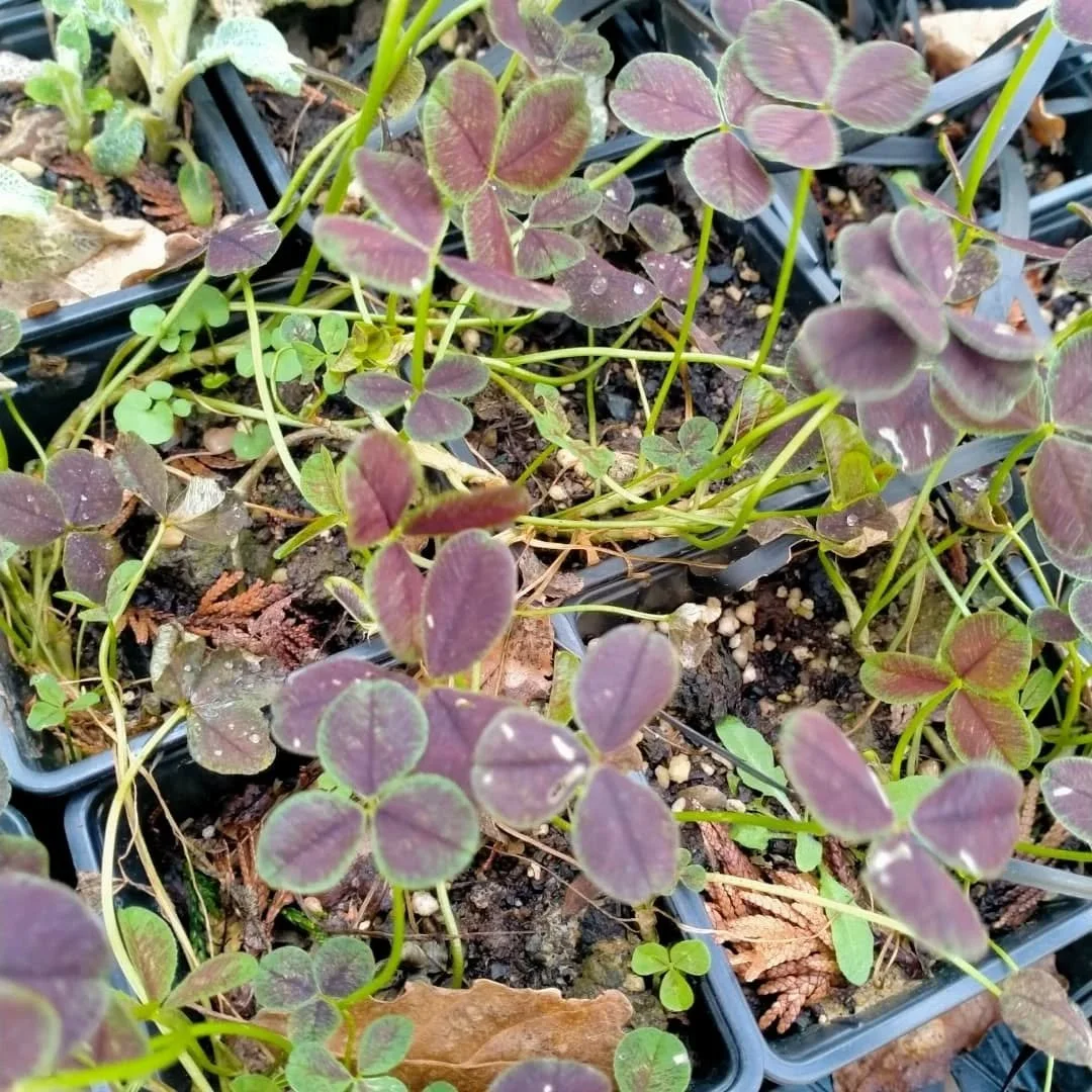 The ground covers are looking good! Here we have purple clover, mondo grass, leptinella, lambs ears and some others. Something for everyone. Leptinella likes shade, lambs ears can tolerate very dry, mondo is pretty versatile and clover is pretty univ