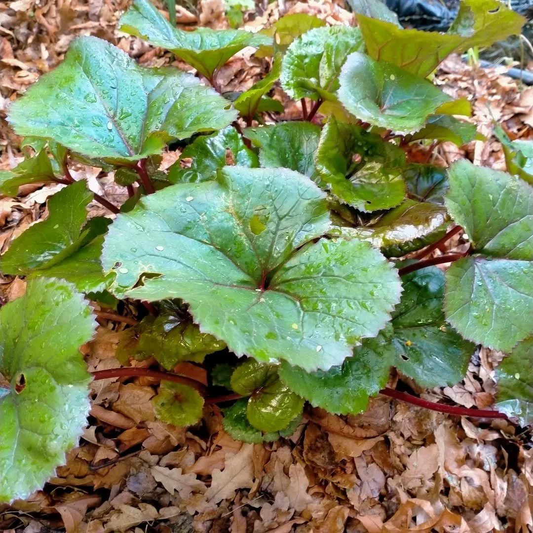 The lovely ligularia. Shade loving perennial with large bronze red and green leaves. I also have ligularia in leopard, variegated and green leaves varieties. Still wee babies but will be on the very website soon! This variety throws up lovely bright 