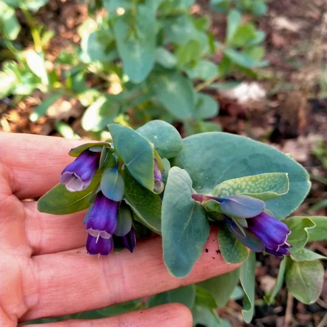 Honeywort - Pride of Gibraltar. Fabulous shade loving plant grown as a half-hardy annual with blue/purple pendulus flowers in spring through to summer. Grey/green foliage for a nice contrast.  Seeds in for some of these will be ready soon! 
#wingatui