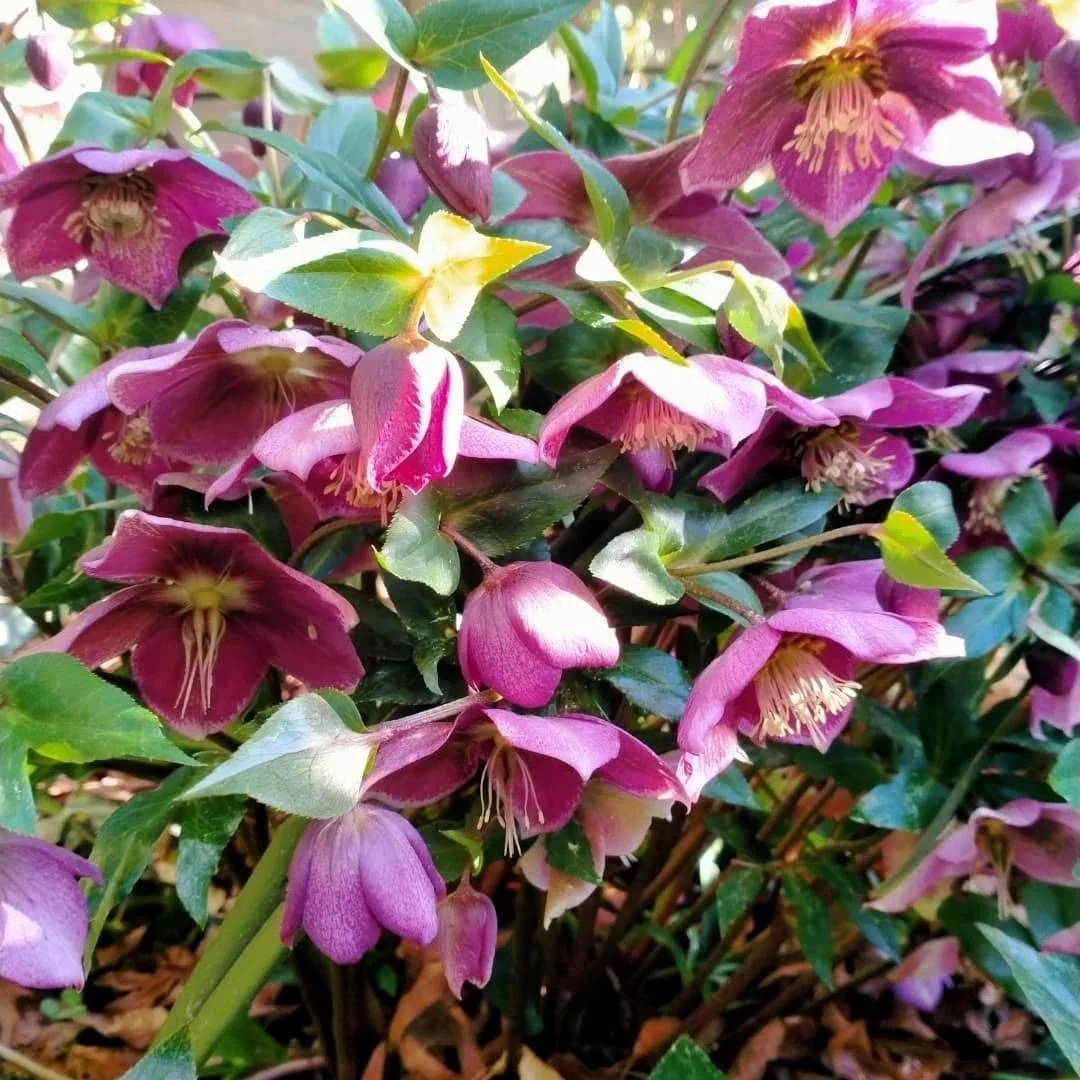 I love this time of year .. when everything is starting to emerge from it's slumber.. the lovely hellebores (winter roses) flower over a long period starting in winter and through to spring. They come in lots of different colours and seed readily... 