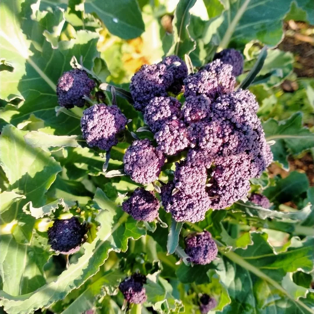 Purple sprouting broccoli is a proven winner. Purple vegetables are very high in anthocyanins which are powerful antioxidants. So good for us too. These are plants grown from seeds dropped from the previous crop. They're absolutely prolific over a ve