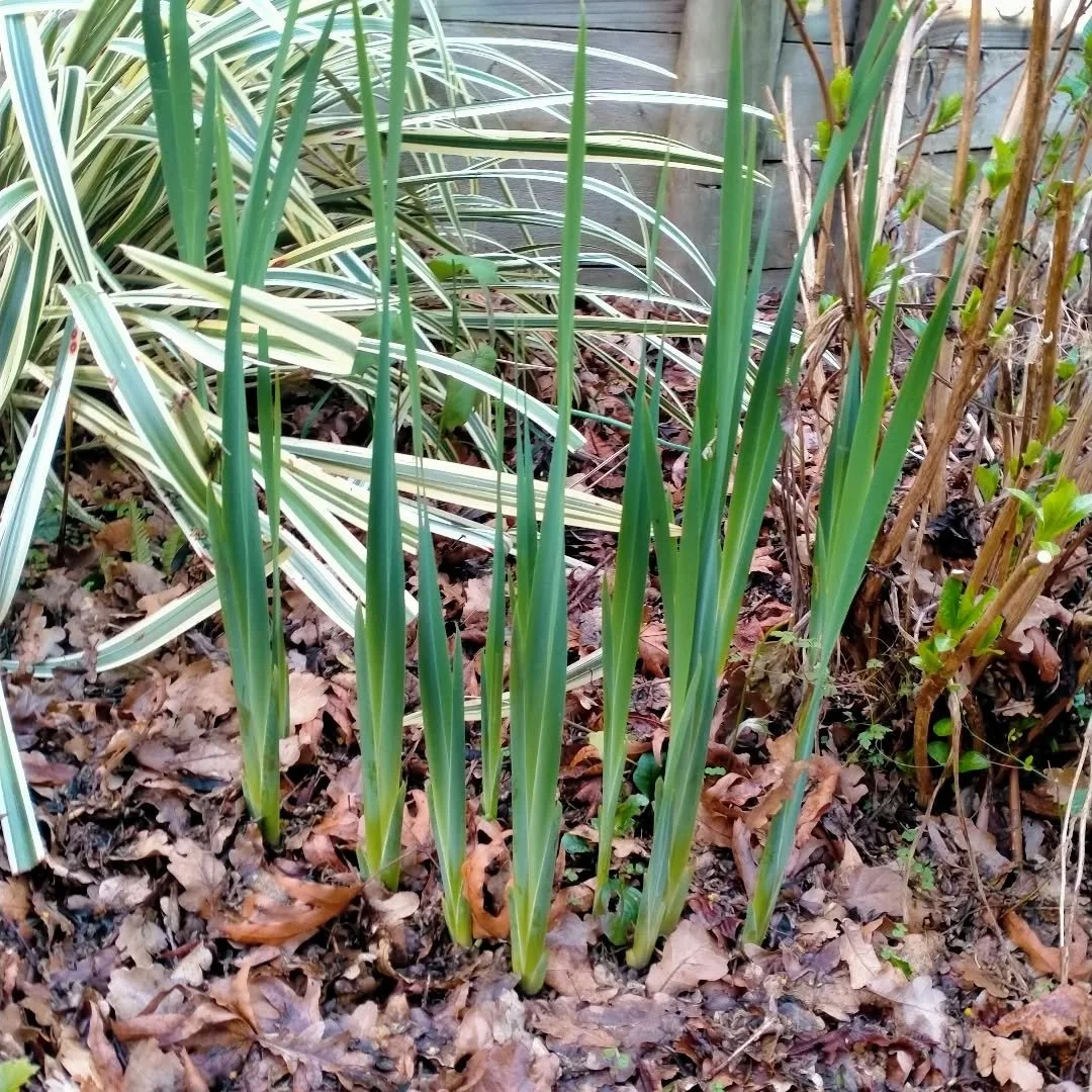 Tall white iris. White with a yellow throat. Great around pond type areas or in borders. Not on the website but if you'd like one/some flick is a message and we can dig to order. 
#wingatuihomestead #iris #marginalplants #foodforestgarden