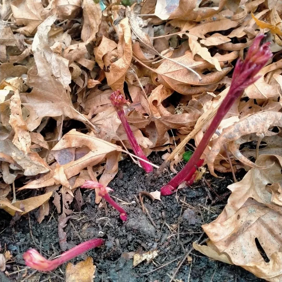 Now is a good time to divide some plants in the garden and take cuttings. Peonies and some bulbs can be gently divided when they just start to surface. Be careful not to disturb too much. Nice to see wee peonies after so long asleep over winter and l