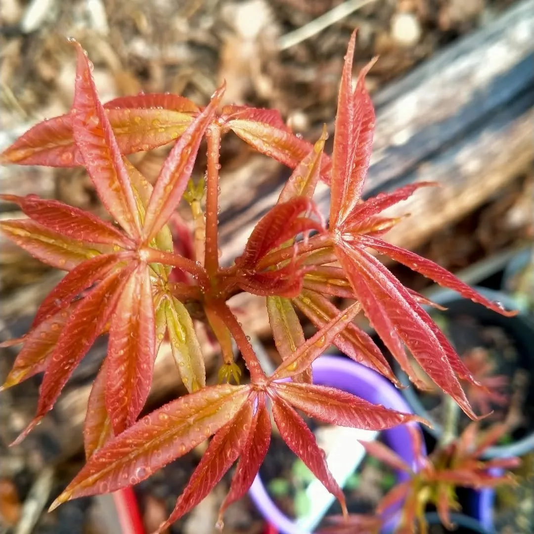 Pink flowering Chestnut tree. 
Lovely pinkish spring foliage and salmon coloured pink flowers in summer. 
#wingatuihomestead #chestnuttree
