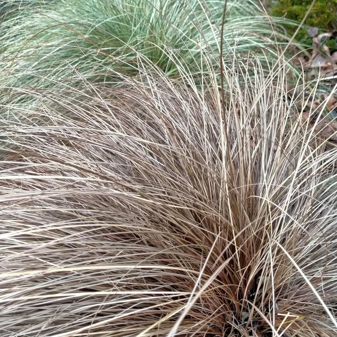 I was never a fan of grasses... I found them boring.. But these guys are pretty cool. They add texture and year round colour/texture. And they look like hair! Swishing around in the wind and when you walk by. Seed readily too and is very hardy.  Coma