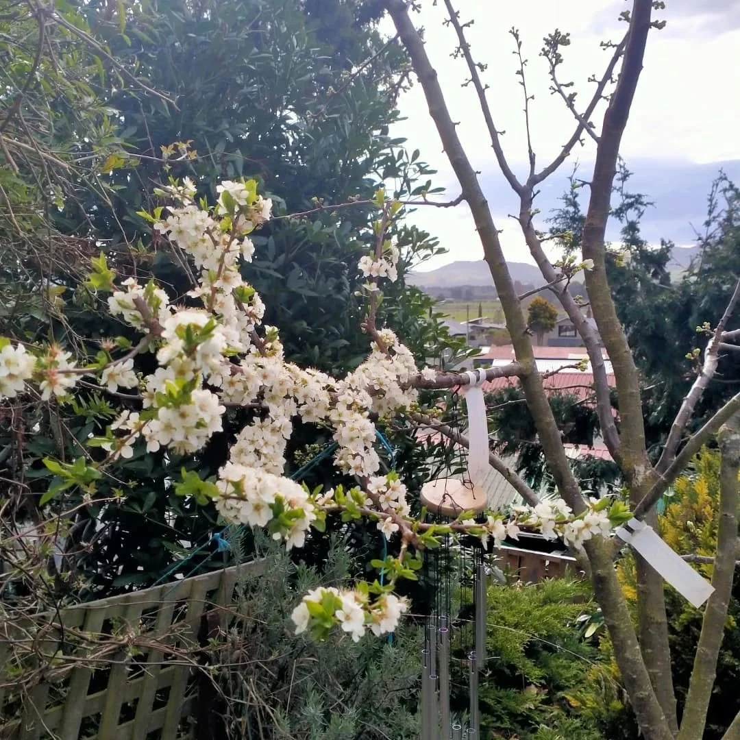 My double grafted plums are bursting with flower. Very exciting. Hoping for some good weather so the bees can do their work. 
One is a Coes Golden Drop grafted with a Wilson's early and Amber jewel. The other is a Coe's with Hawera and Angelina burde