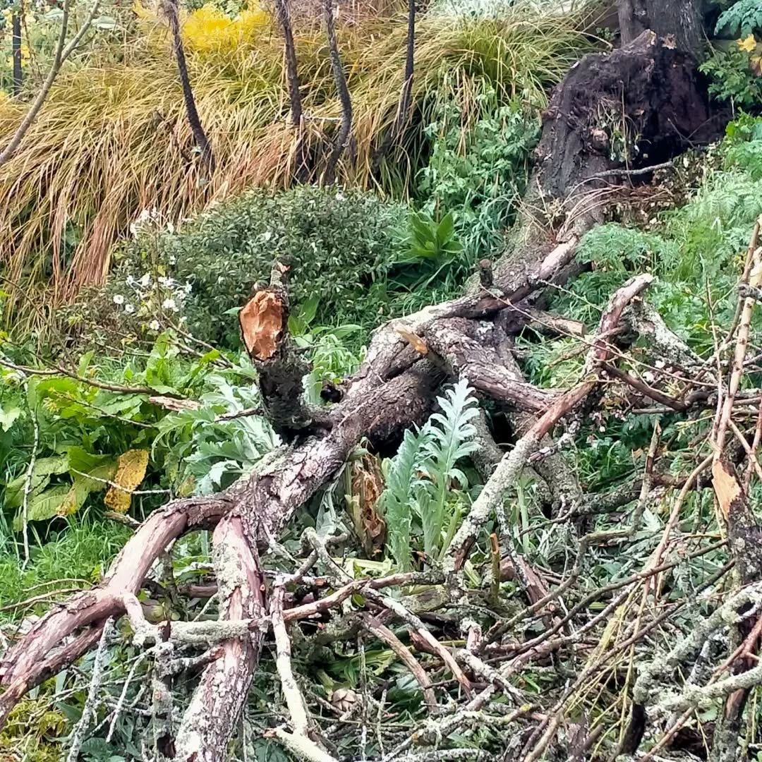 Bit of chaos in the garden with the heavy winds last week. A dead standing Hawthorn has partially come down. Took out an apricot tree which was gutting. These things happen. Thankful noone was hurt. I've cut it back to remove the damage and  hopefull