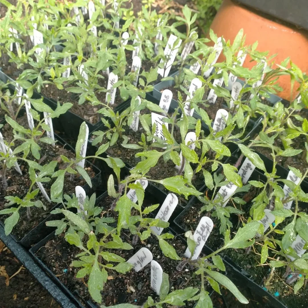 I haven't posted much lately as it's been full on propogation stations here! 
I've been busy with divisions, taking cuttings, seedlings and organizing the nursery for the on coming season. Next round of vege seedlings going in now to keep those succe