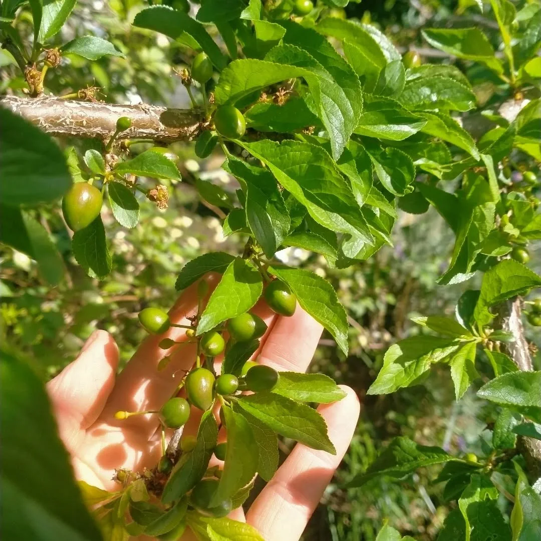 Very exciting to see wee baby plums on my tree. Happy the girls have done their best with polliantion amongst this unpredictable spring weather. We sometimes get a lot of rain, wind and unseasonably cold snaps up until about November here in dunedin 
