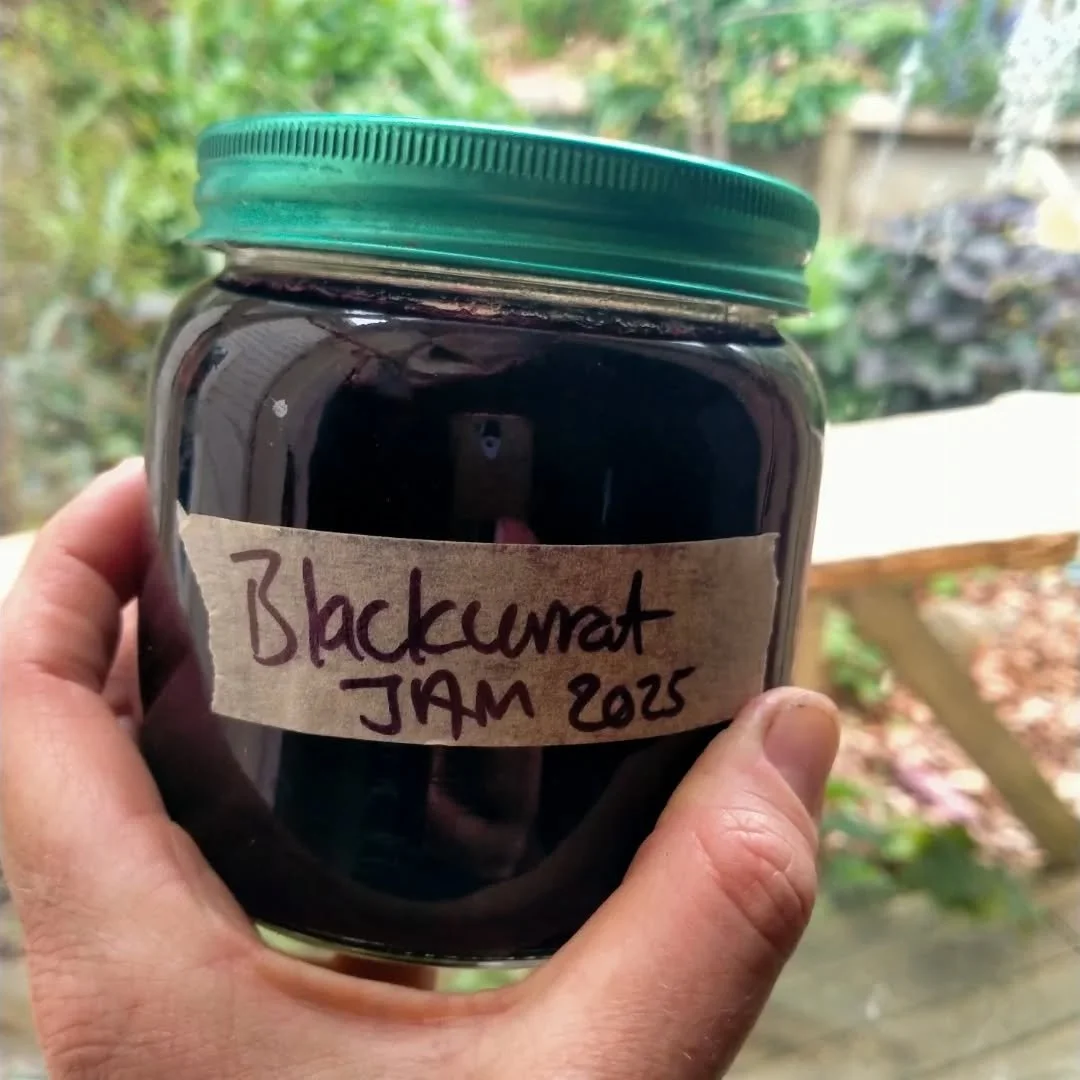 Blackcurrants are a must have in the edible garden. Unlike their red counterpart they are so versatile in the kitchen and the uses are almost endless. They are also packed full of nutrients and vitamin c and antioxidants

We're making room in the fre