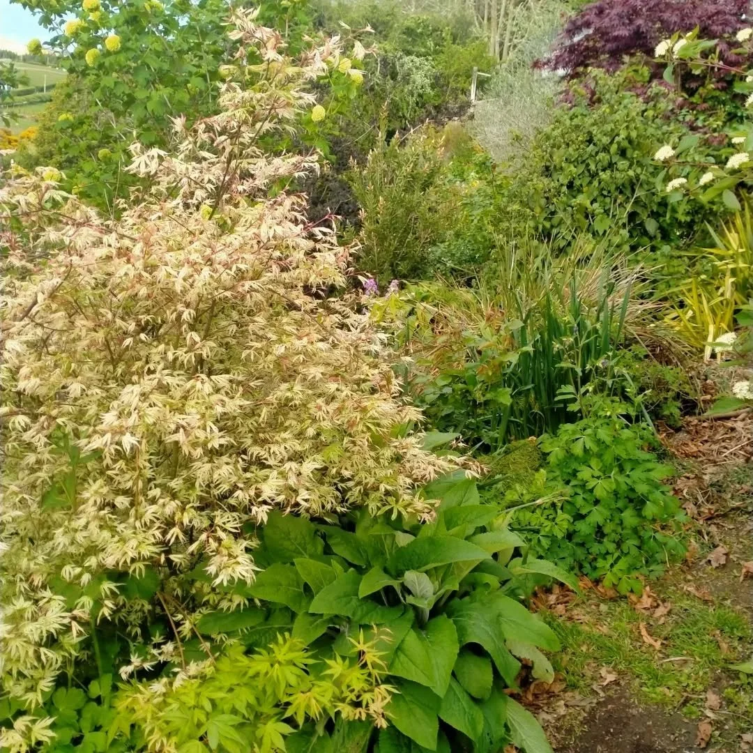 Garden starting to fill in now as the season progresses from brown and dormant to green and lush! 
#wingatuihomestead #foodforestgarden #growyourownfood🌱
