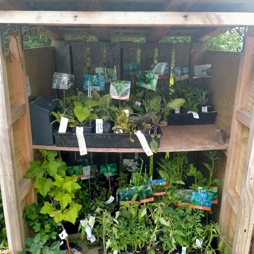 Come and check out our plant stall on this balmy Sunday. End of magazine road. Prices are marked on plant tags. Honesty box there or bank details on the stall. 
#wingatuihomestead #marketseason #roadsidestall #foodforestgarden