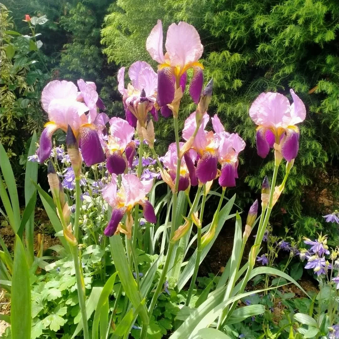 All this rain then heat has been so good for the garden. Everything is looking so lush. Hard to believe 5 years ago this was over grown cooch grass, hemlock, dead trees and gorse. Still a way to go to get it all landscaped but definitely almost there