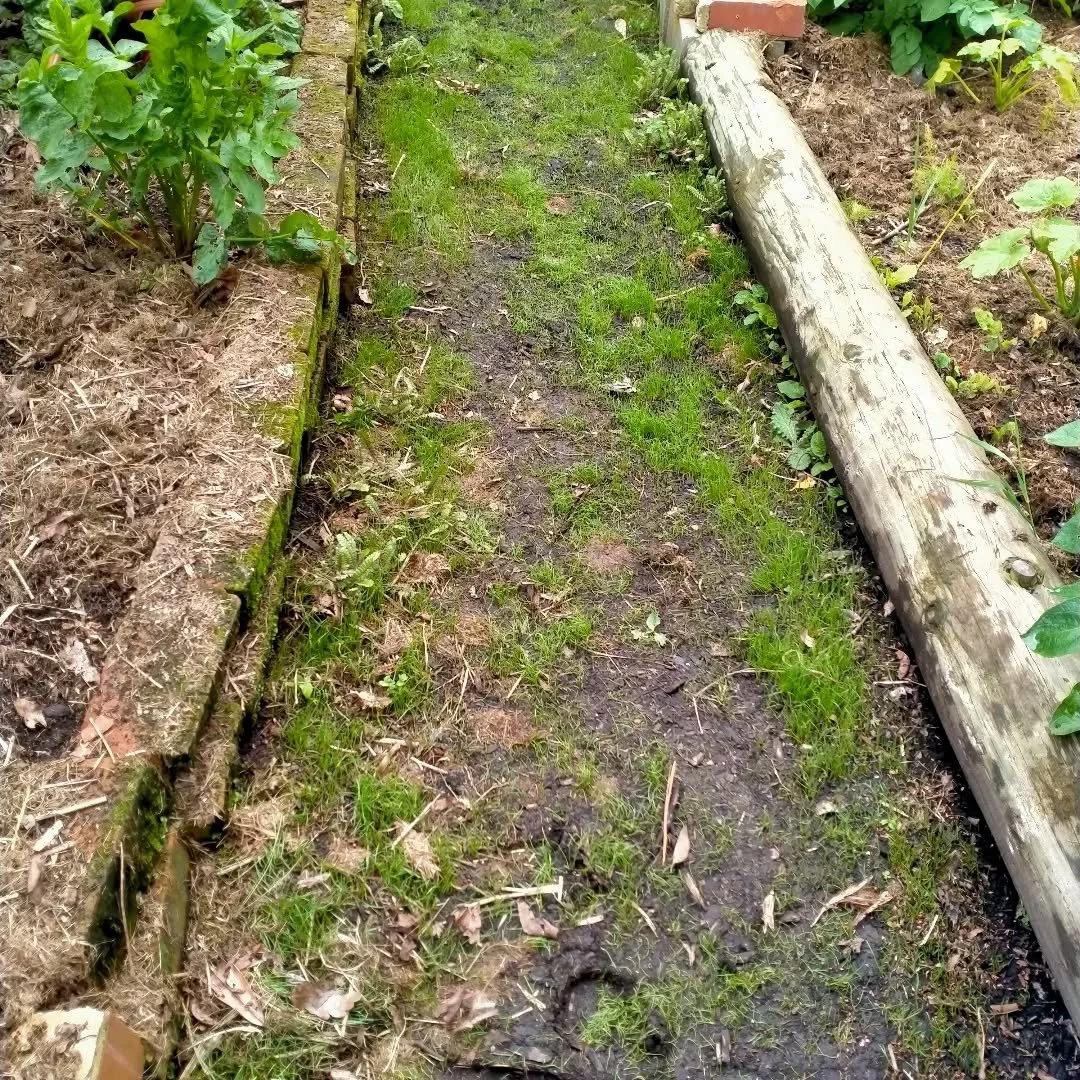 Sick of weeding paths and lifting wood chips. Work smarter not harder... The paths have been weeded back to bare soil and down with lawn seed. Then a whip round with the weed whacker to keep them tidy. 
Hopefully much less work. 
#wingatuihomestead #