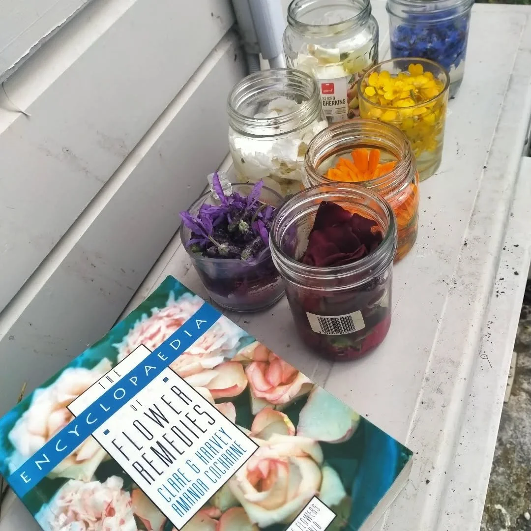 Been delving into the world of bach flower remedies lately... So interesting! The vibrational healing power of flowers. They have the power to alter and adjust our emotional states with vibrational energy from the sun and pure unadulterated water. I'