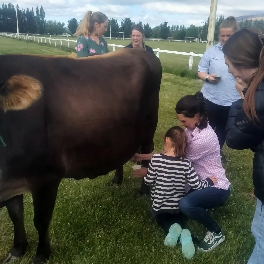 Grateful to be a part of this awesome gathering for some cheese making in middlemarch. We started with a cow milking demo with the fabulous rosie and some cheese tasting, then we got onto making some halloumi. Nice to catch up with some great ladies,