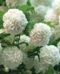 Viburnum Opulus Sterile - Snowball Bush/Snowball tree