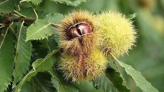 sweet chestnut.jpg