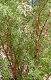 Tamarix Chinensis - Chinese Tamarisk
