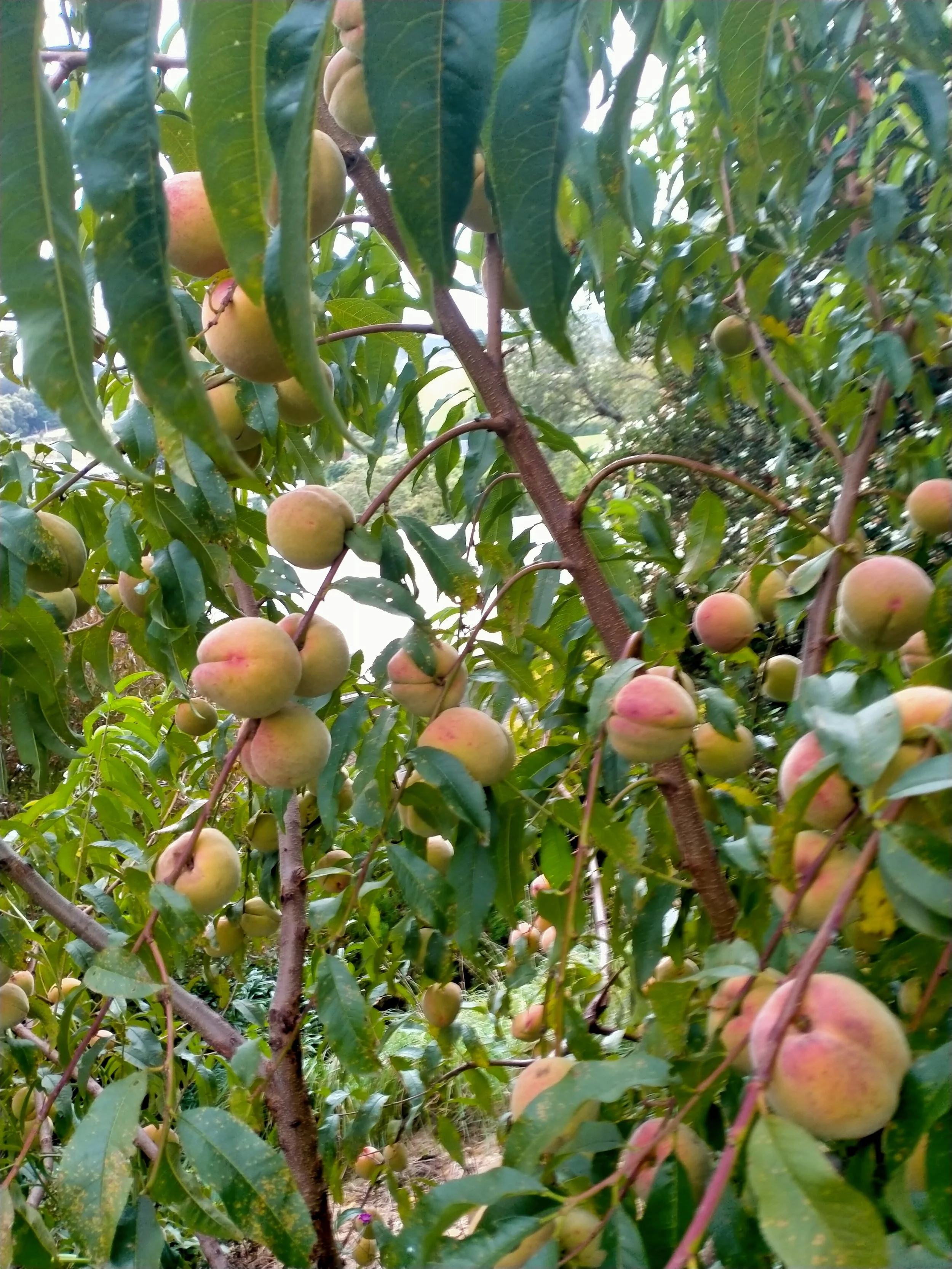 peach seedling helen.jpg