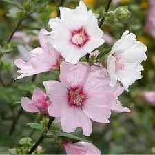 Lavatera barnsley- Tree Mallow
