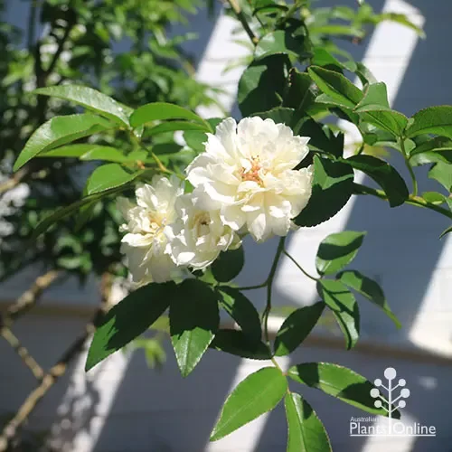 Banksia Rose - White (Rosa banksiae 'Alba')