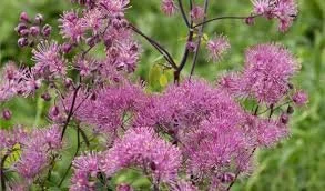 Thalictrum - Meadow Rue (Thalictrum aquilegiifolium)