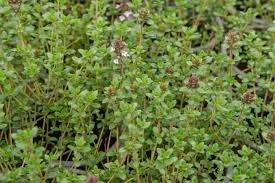Thyme - Common