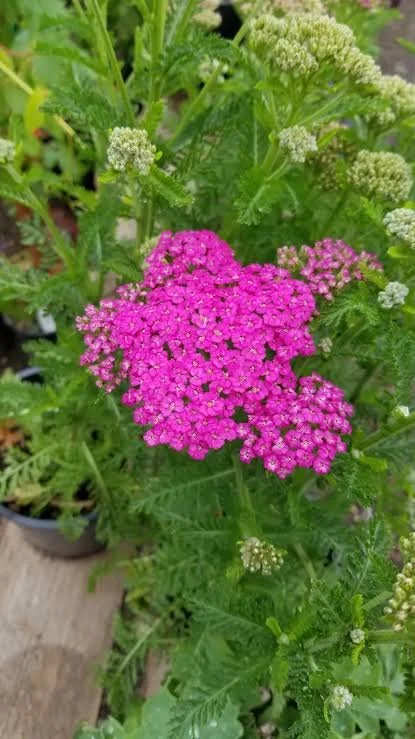 pink.jpg