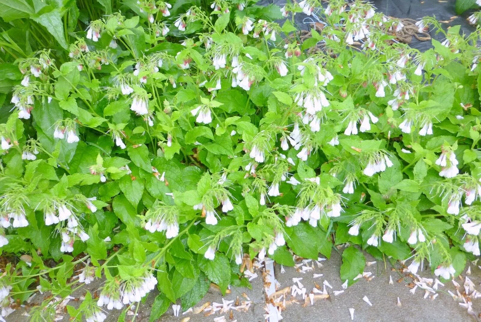 comfreydwarf (2).jpg