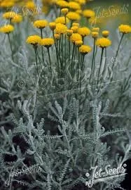 Santolina Tomentosa - Cotton lavender