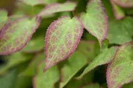 Epimedium Rubrum - Bishops hat/Red Barrenwort