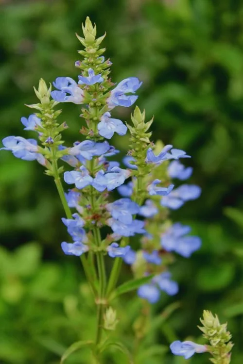 Bog-Sage-Salvia-Uliginosa.jpg