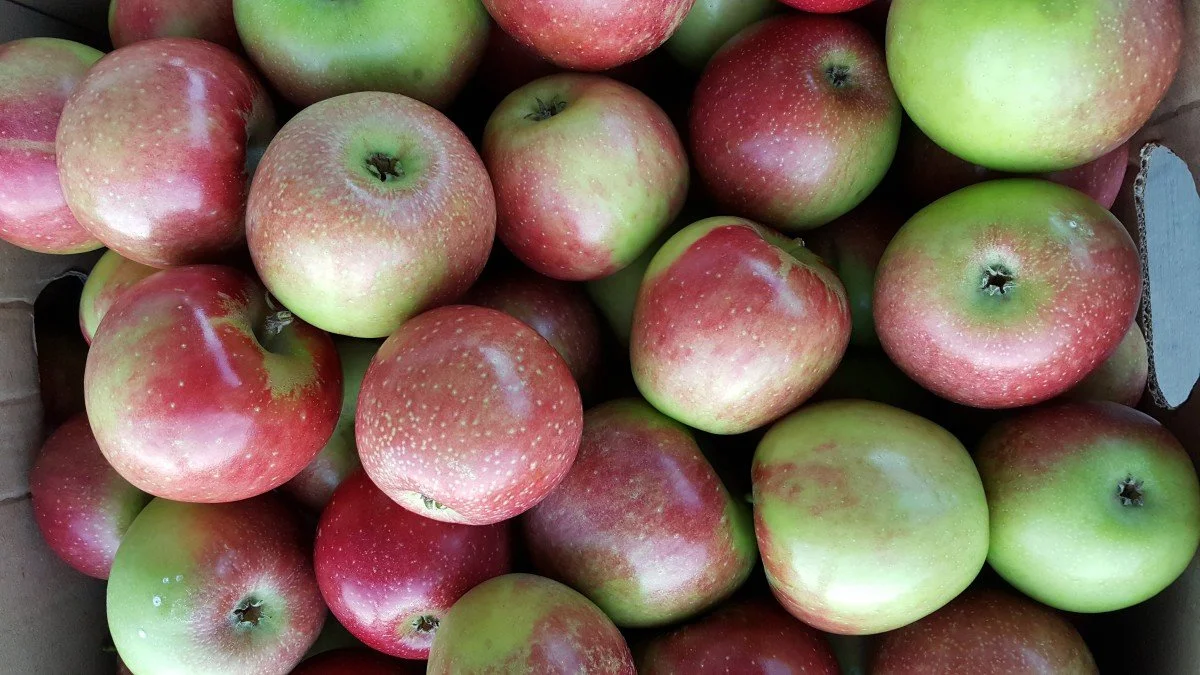 hierloom apple, staymans winesap