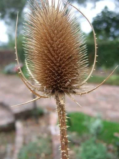 teasel.jpg