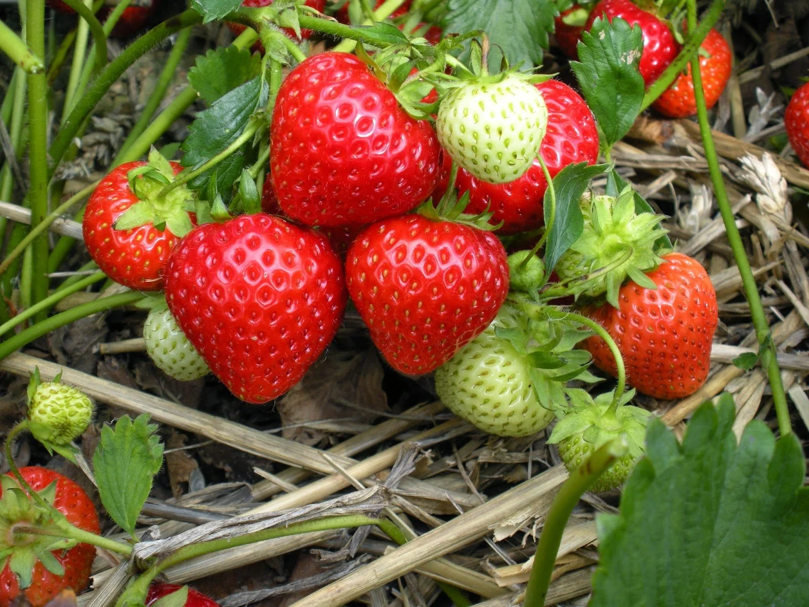 strawberries.jpg