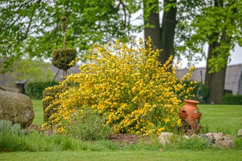 botanikfoto-558129-L-780x520.jpg