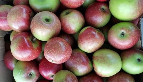 Staymans winesap