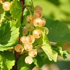 white currant.jpg