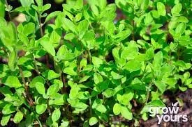 marjoram.jpg