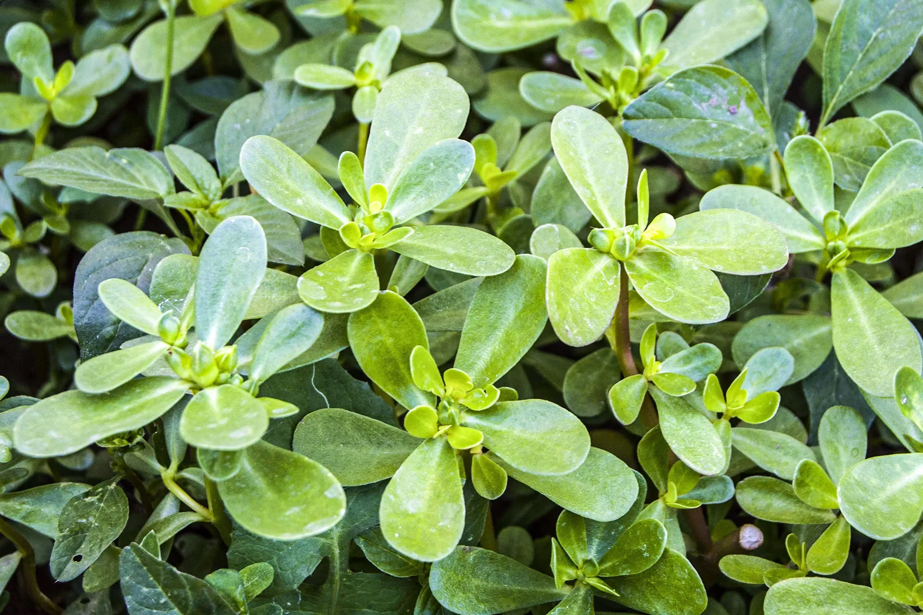 1800x1200_health_benefits_of_purslane_bigbead.webp