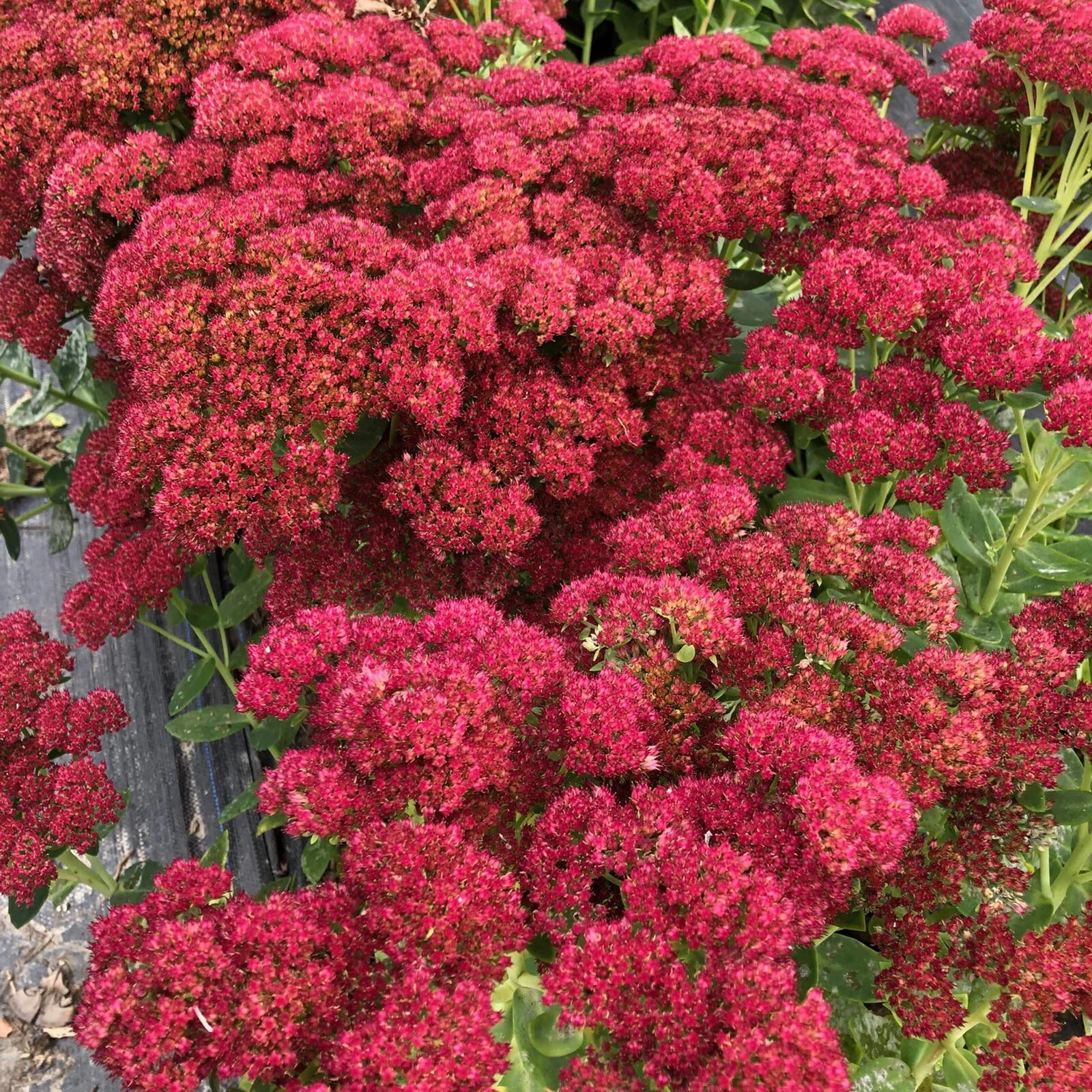 sedum-spectabile-autumn-joy.jpg