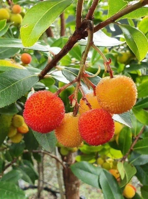 strawberry tree.jpg