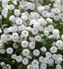 Achillea ptarmica - Achillea - The Pearl.