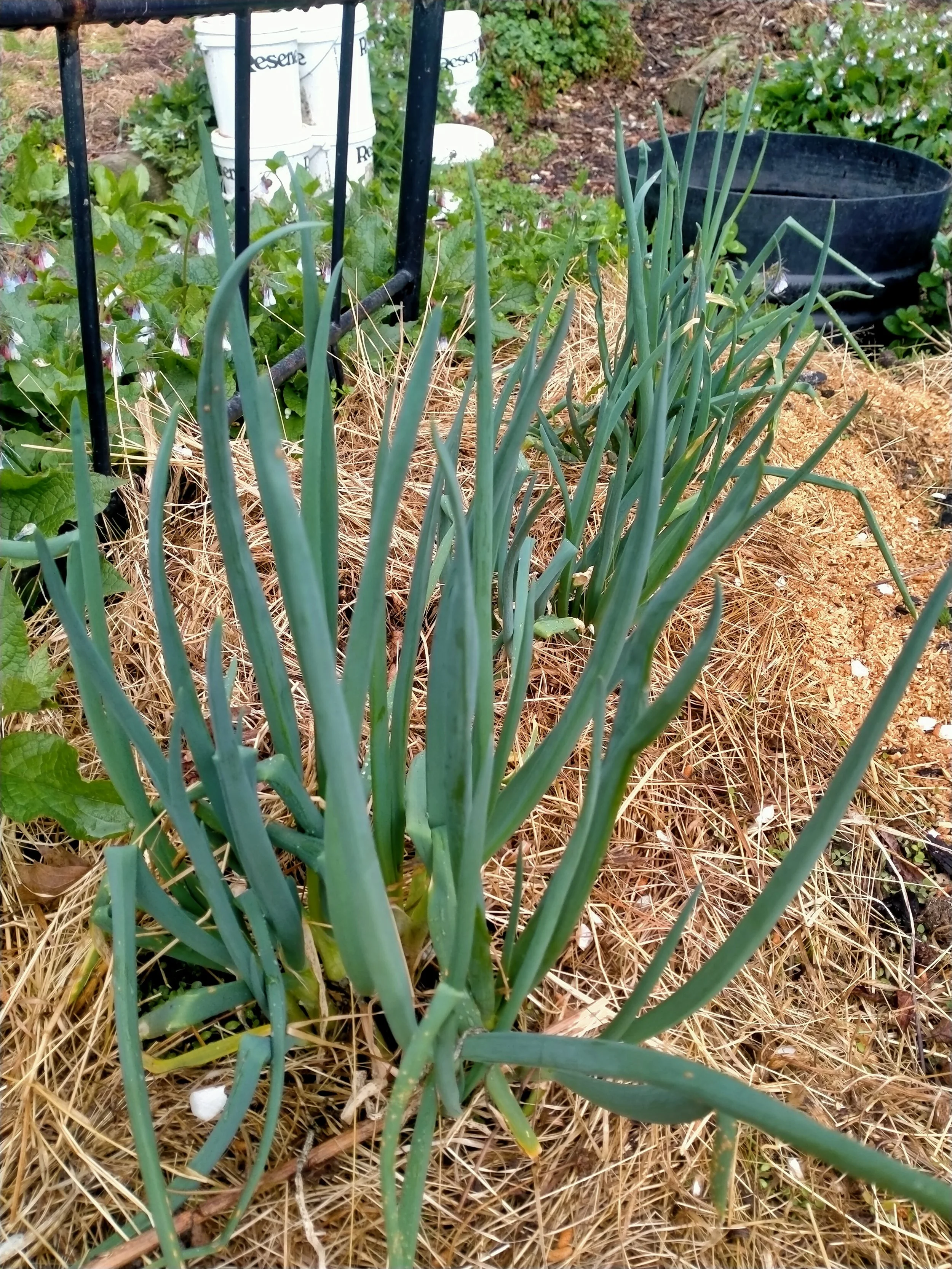 egyptian walking onions.jpg