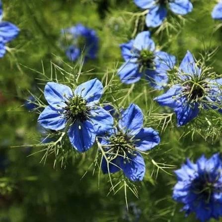 cumin (2).jpg