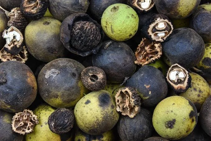 black walnut.jpg